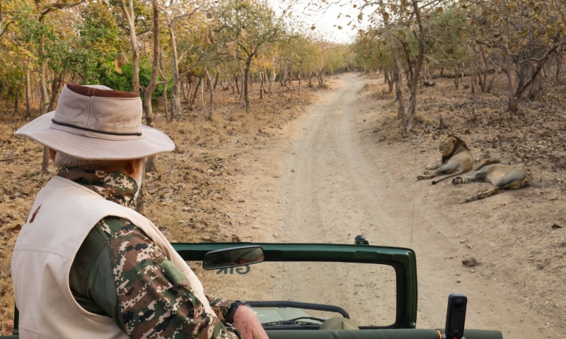 This morning, on World Wildlife Day, I went on a Safari in Gir, which, as we all know, is home to the majestic Asiatic Lion; Coming to Gir also brings ...